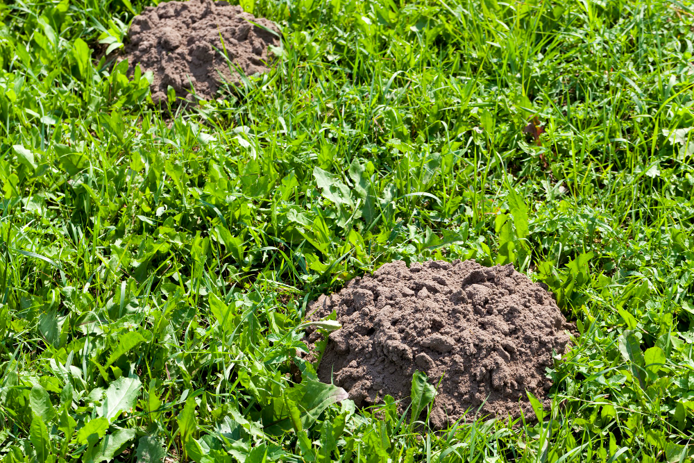 Molehill