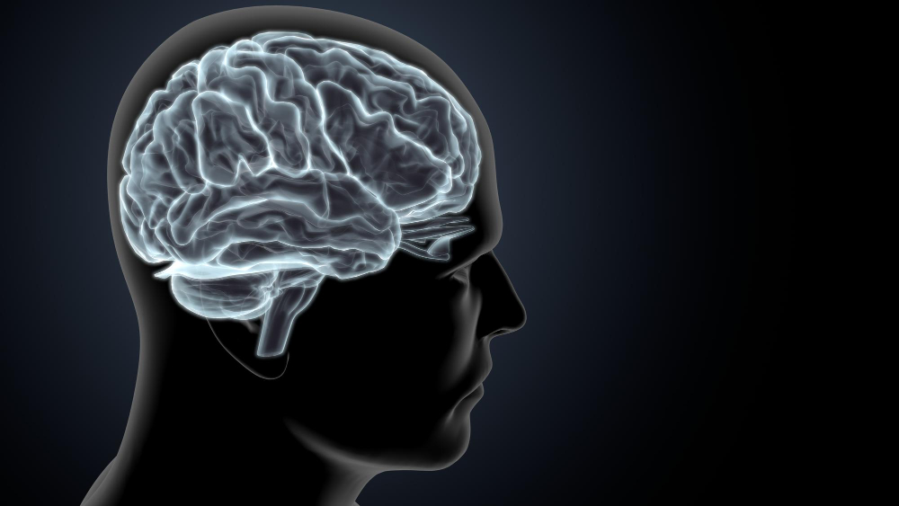 brain