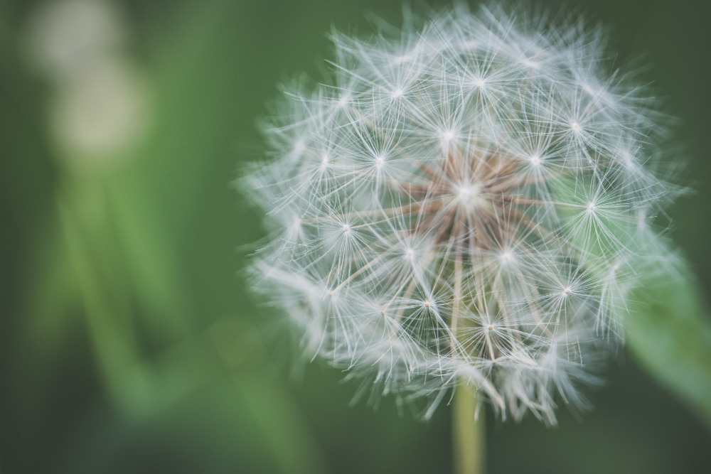 Dandelion