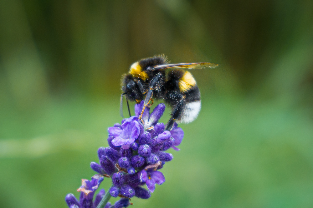 Bumblebee
