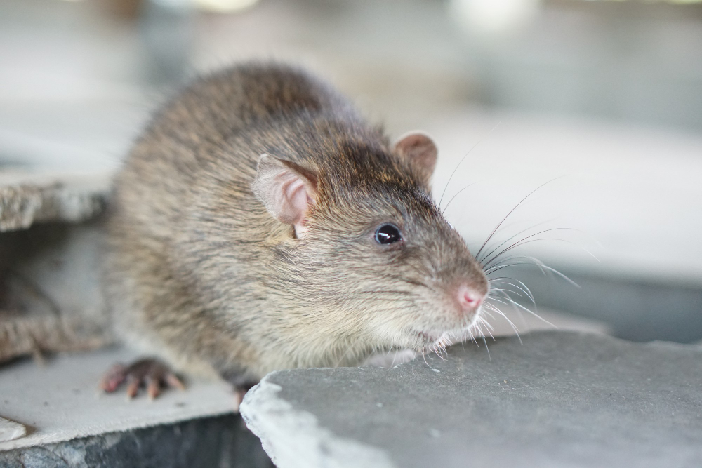 Mouse
