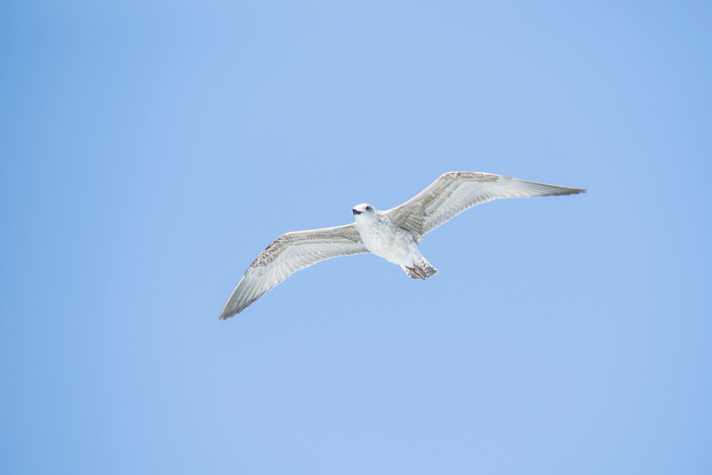 Seagull