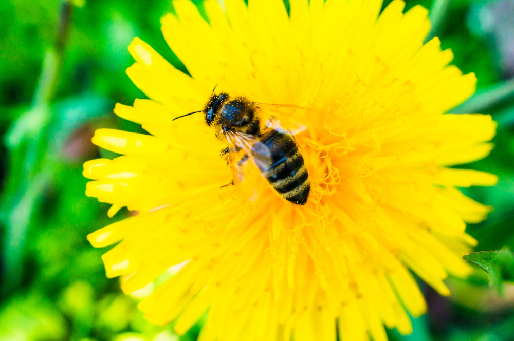 Bumblebee