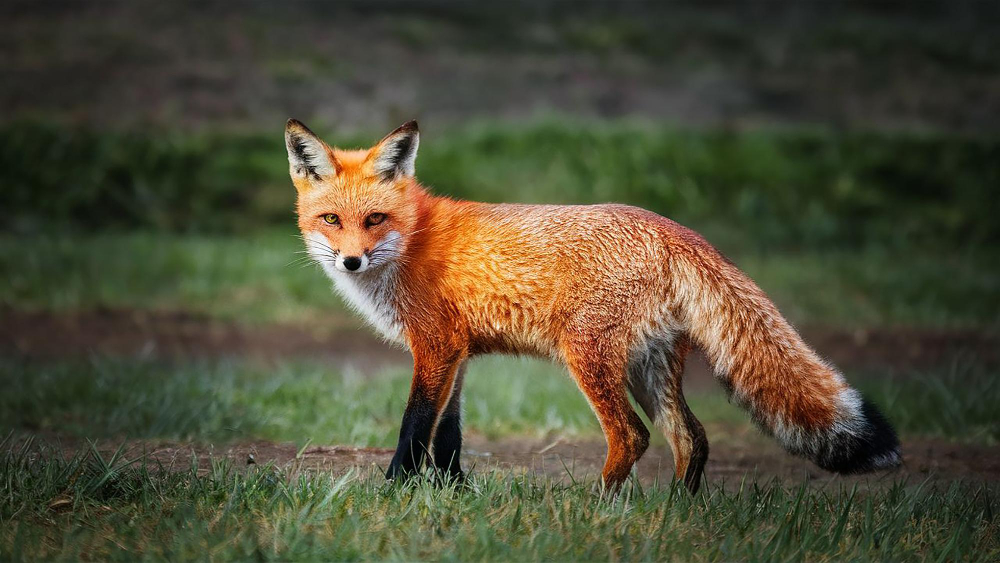 fox