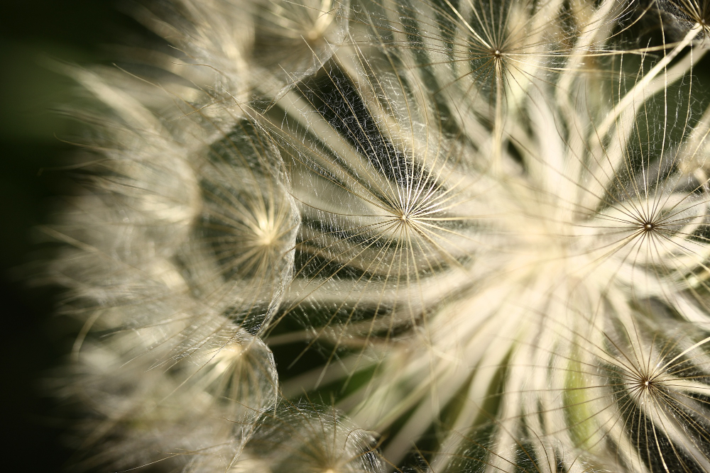 Dandelion