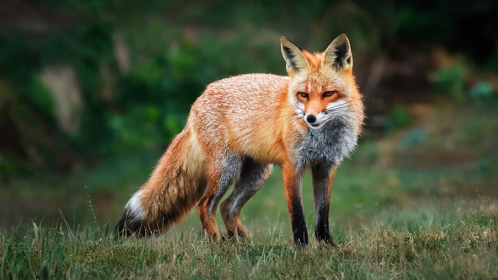 fox