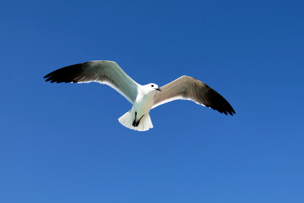 Seagull