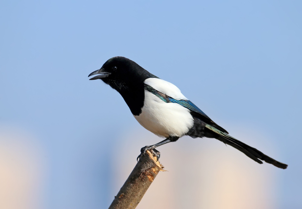 Magpie