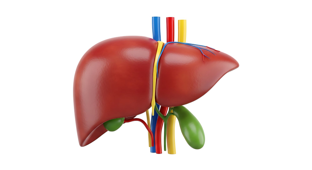 human liver