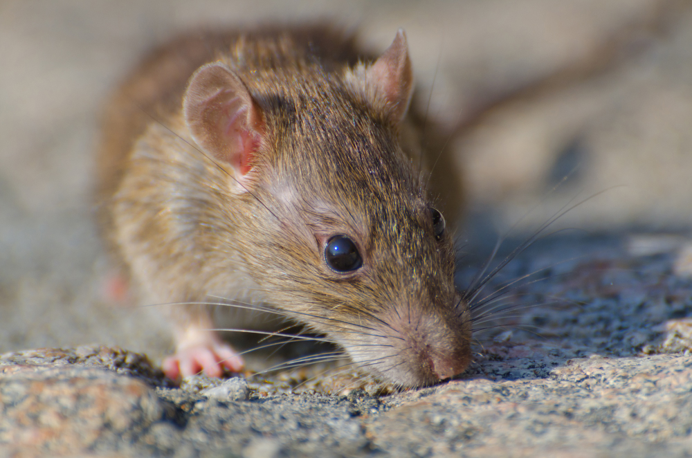 Mouse