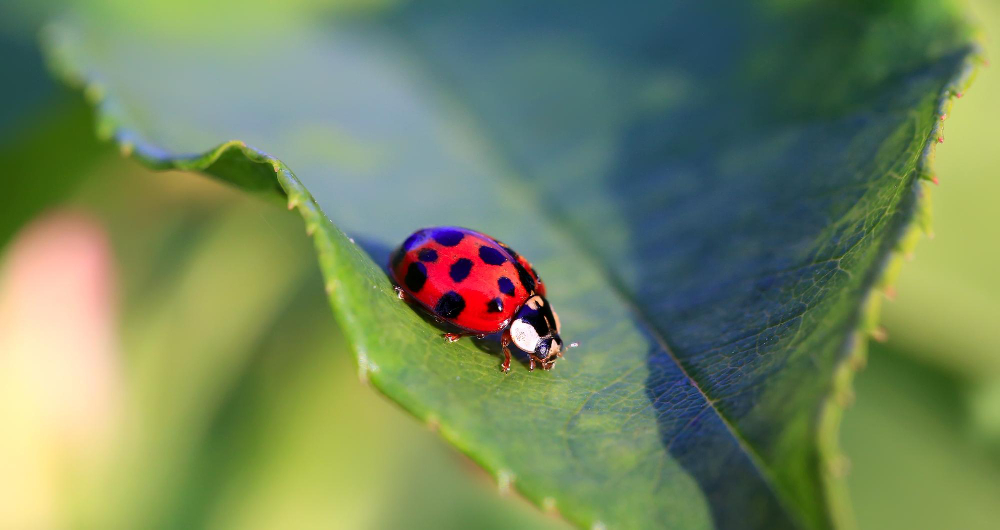 Ladybird