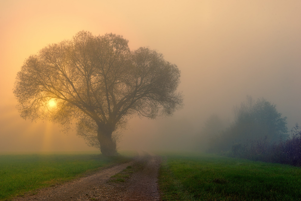 Dawn