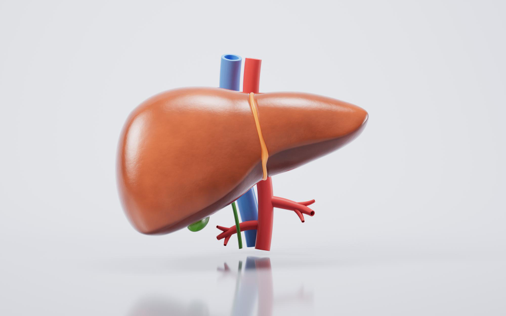 human liver