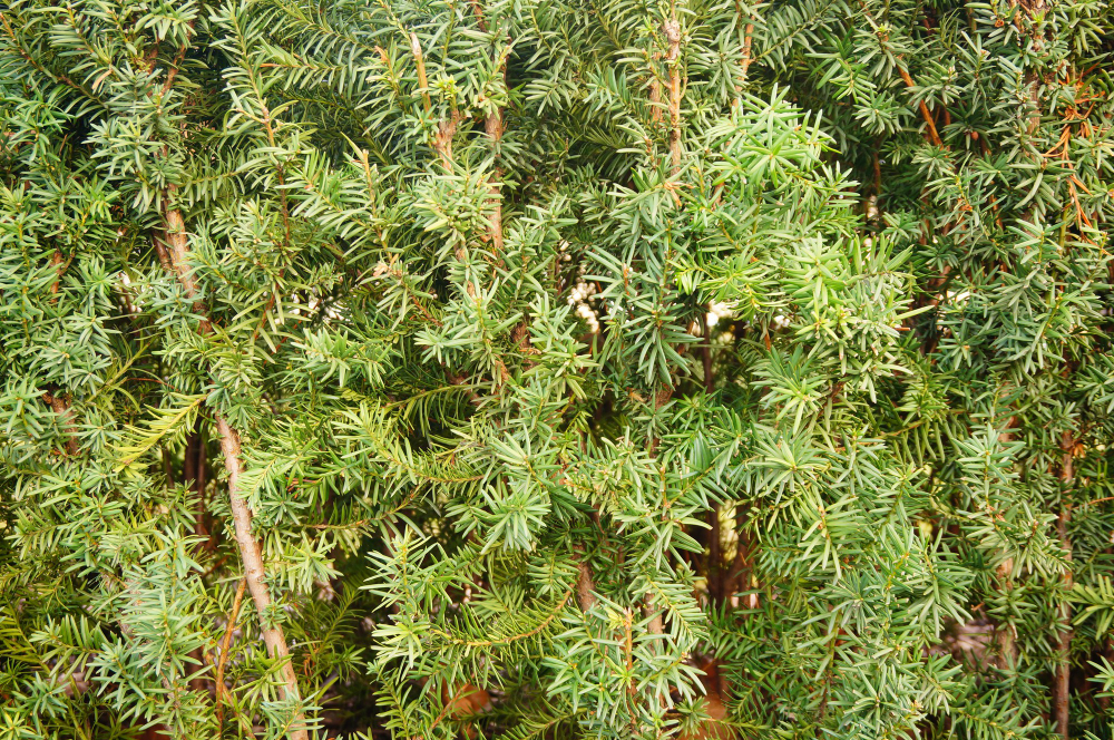 Taxus