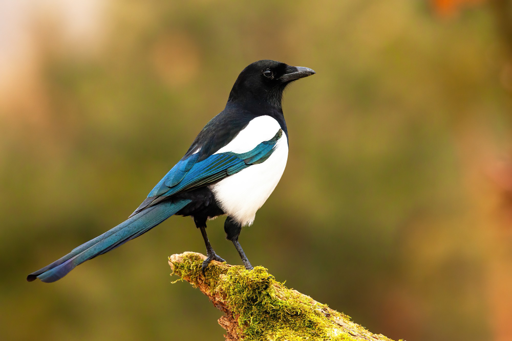 Magpie