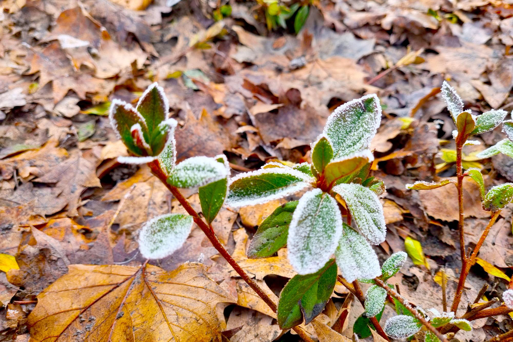 garden frost