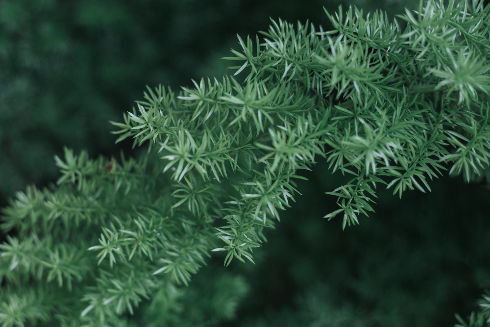 Taxus