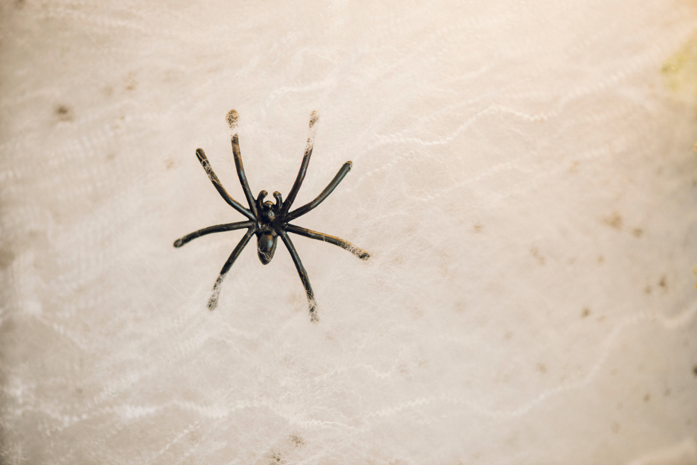 Spider