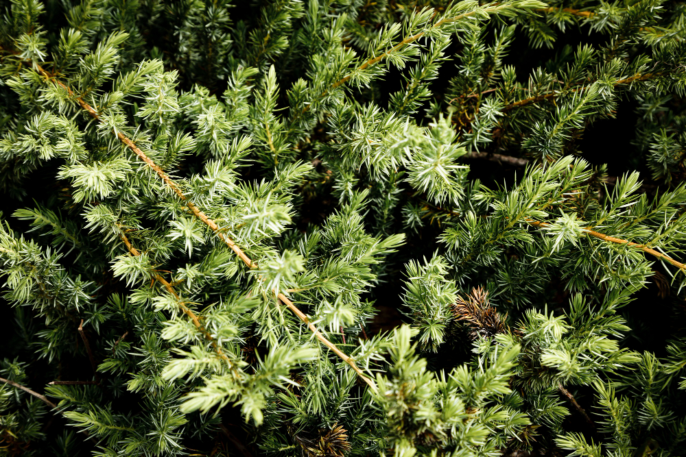 Taxus