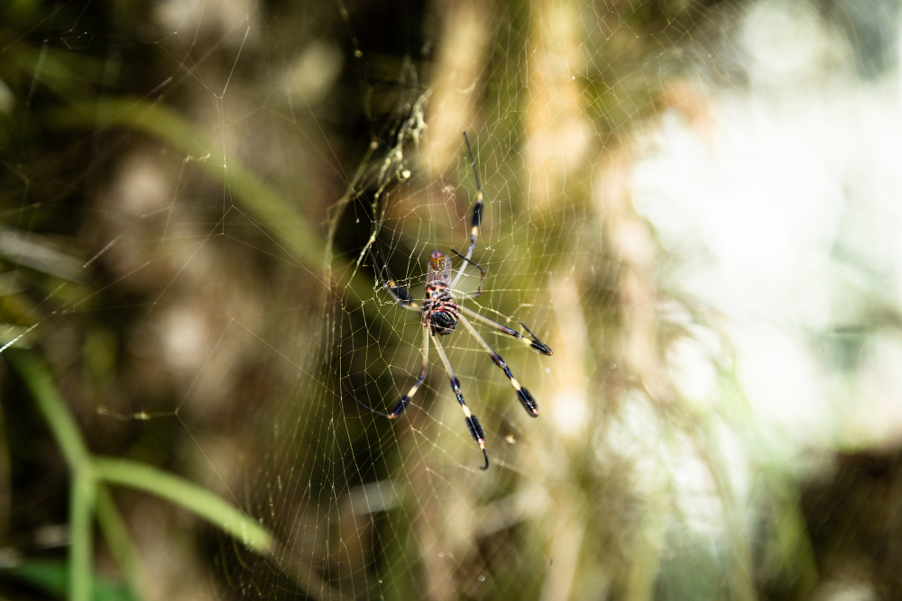 Spider
