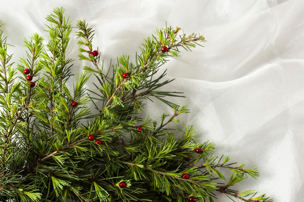 Mistletoe