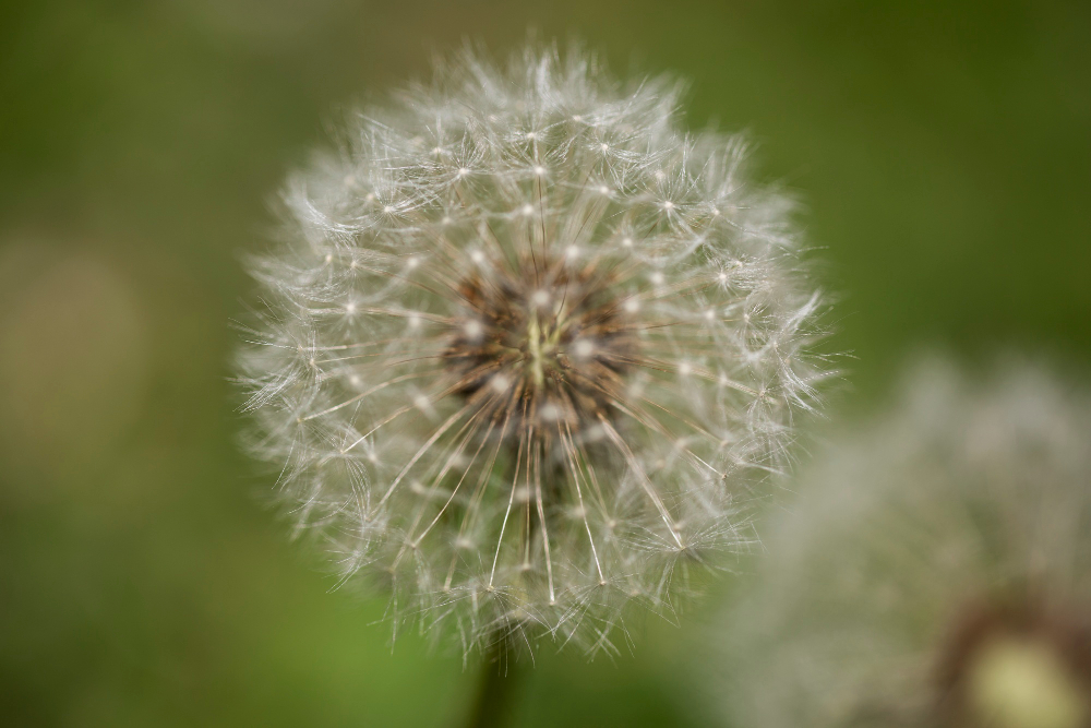 Dandelion