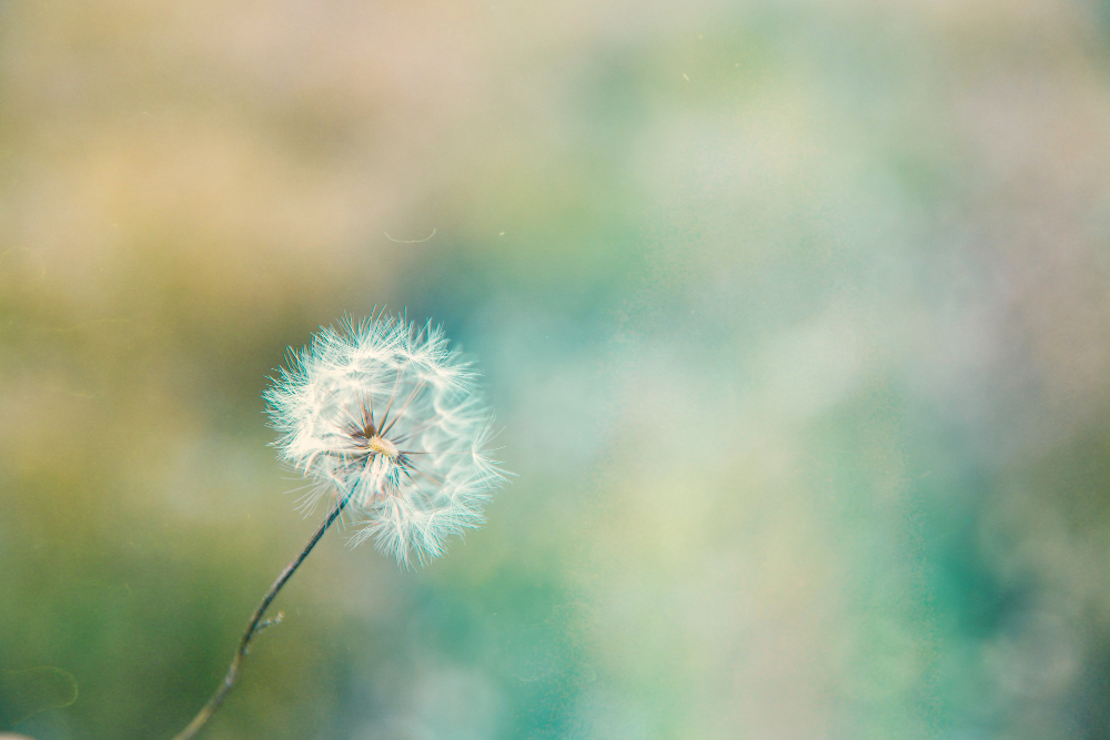 Dandelion