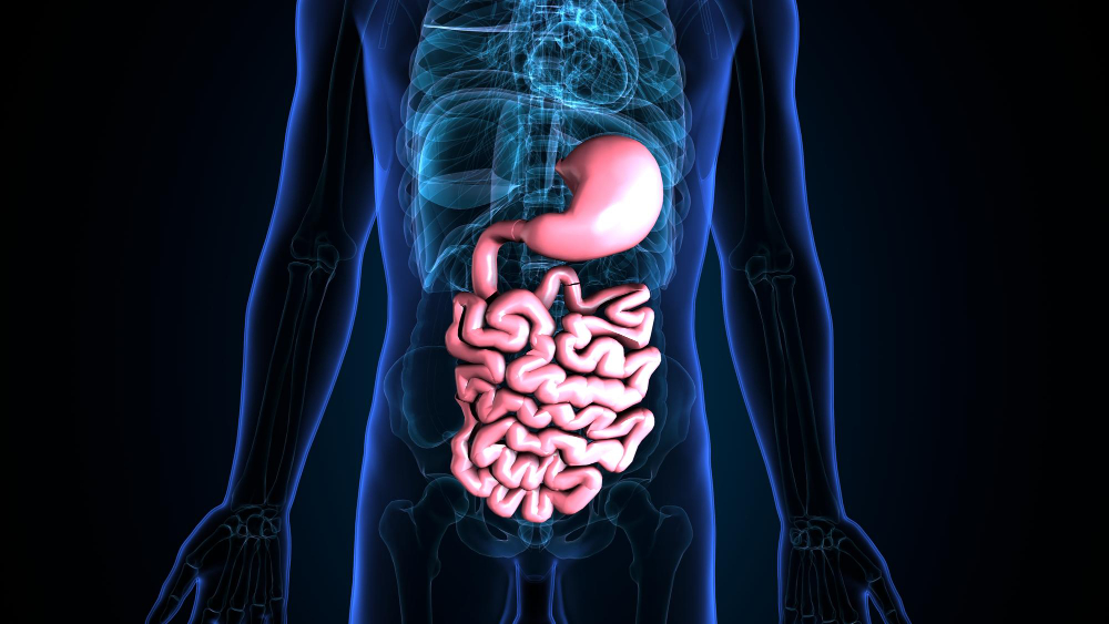 Digestive System