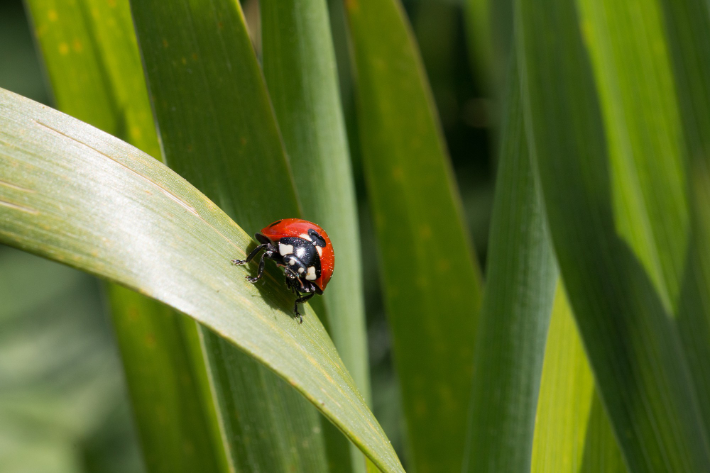 Ladybird
