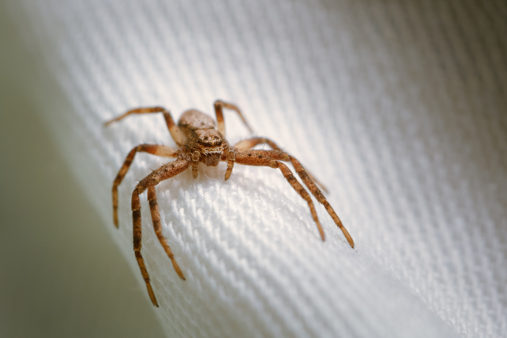 Spider
