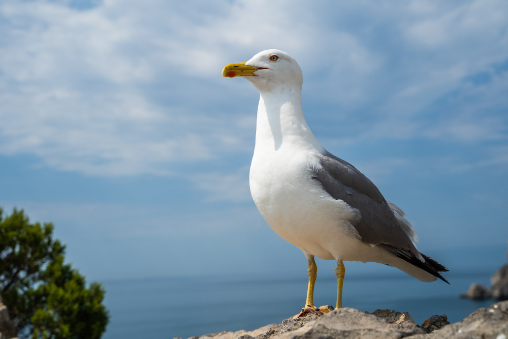 11 Things About the Seagull That Took Your Chips, Including Why It Watched You First