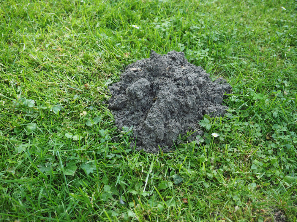 Molehill