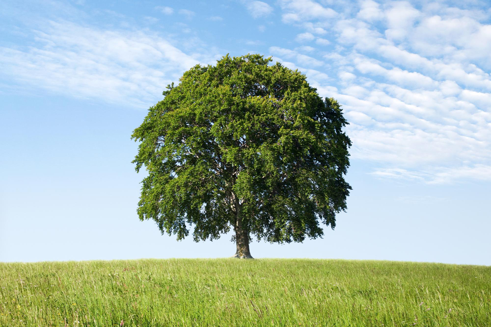 Oak Tree