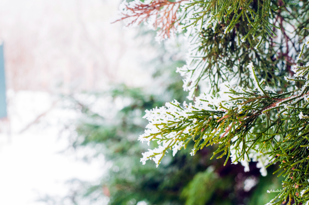garden frost