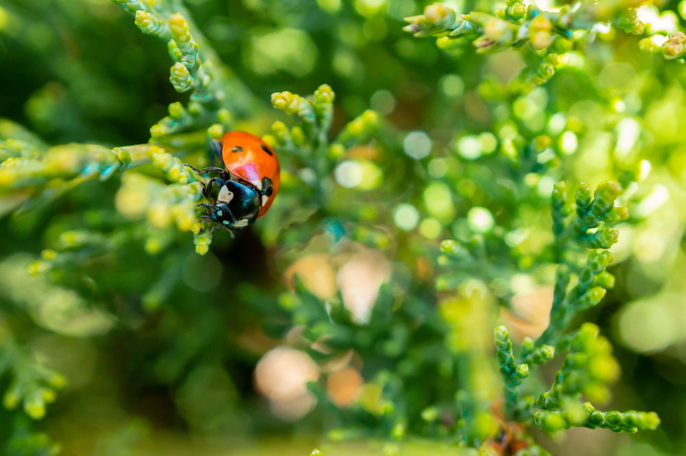 Ladybird