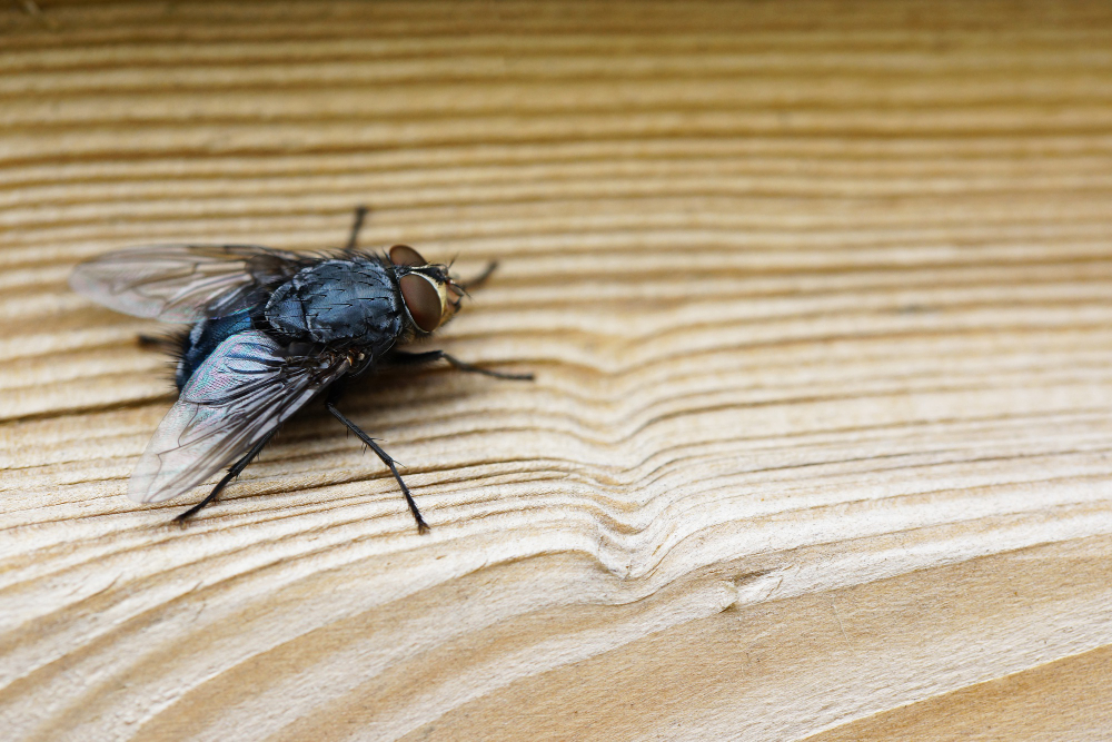 housefly
