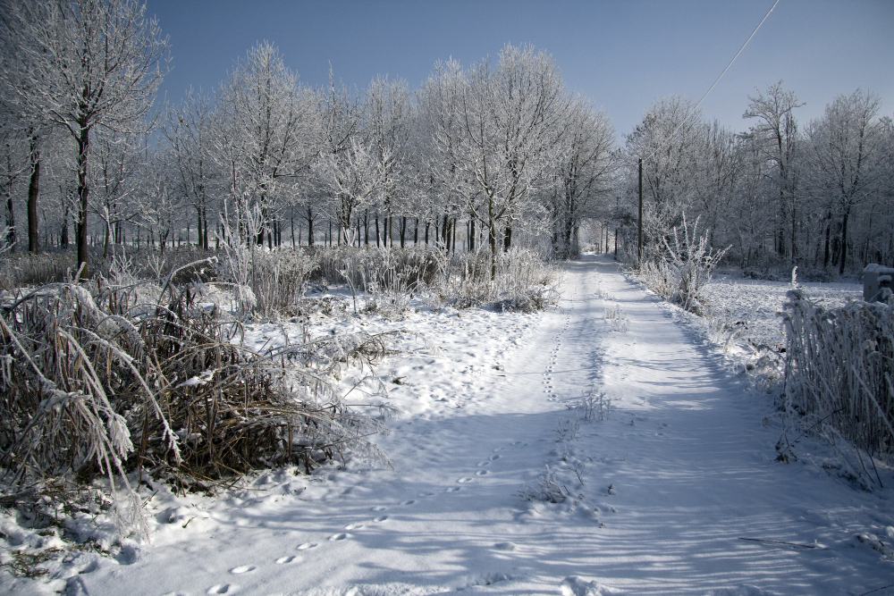 garden frost