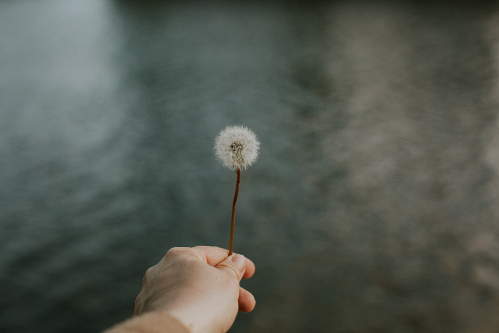 Dandelion