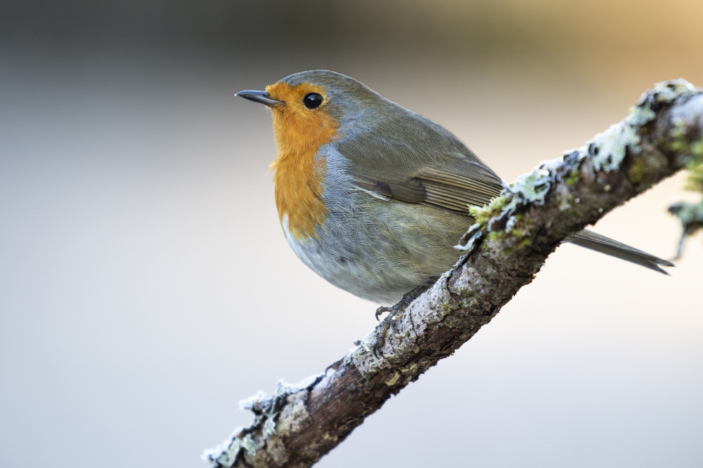 Robin Bird