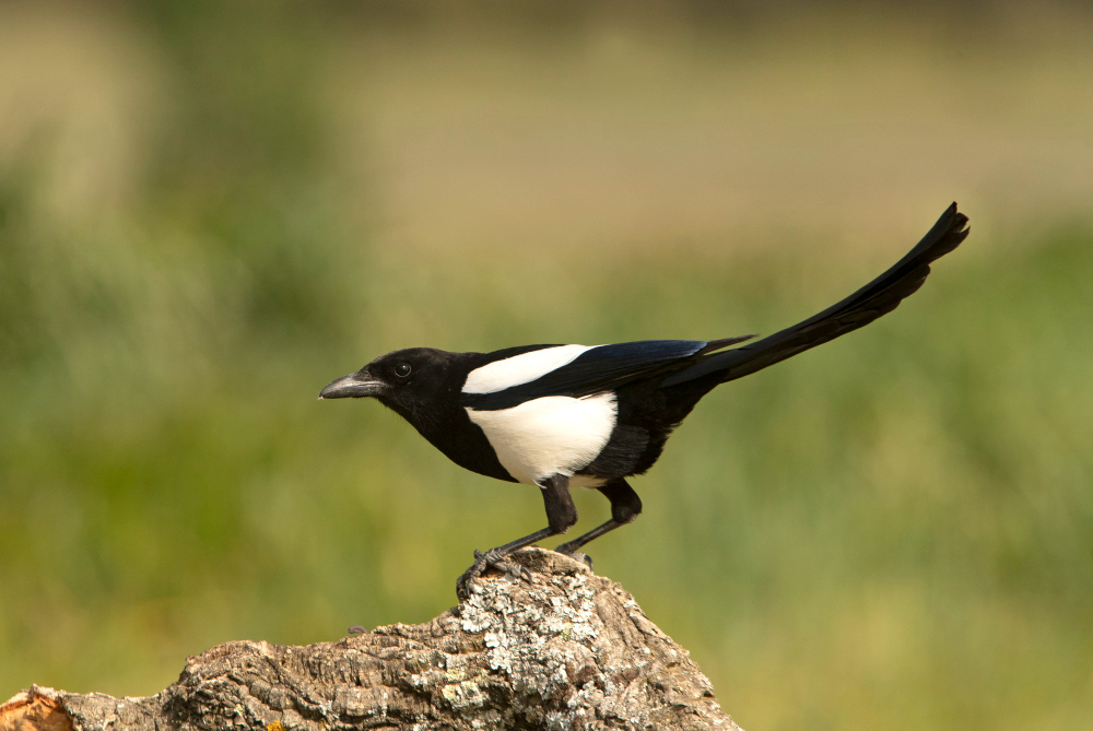 Magpie
