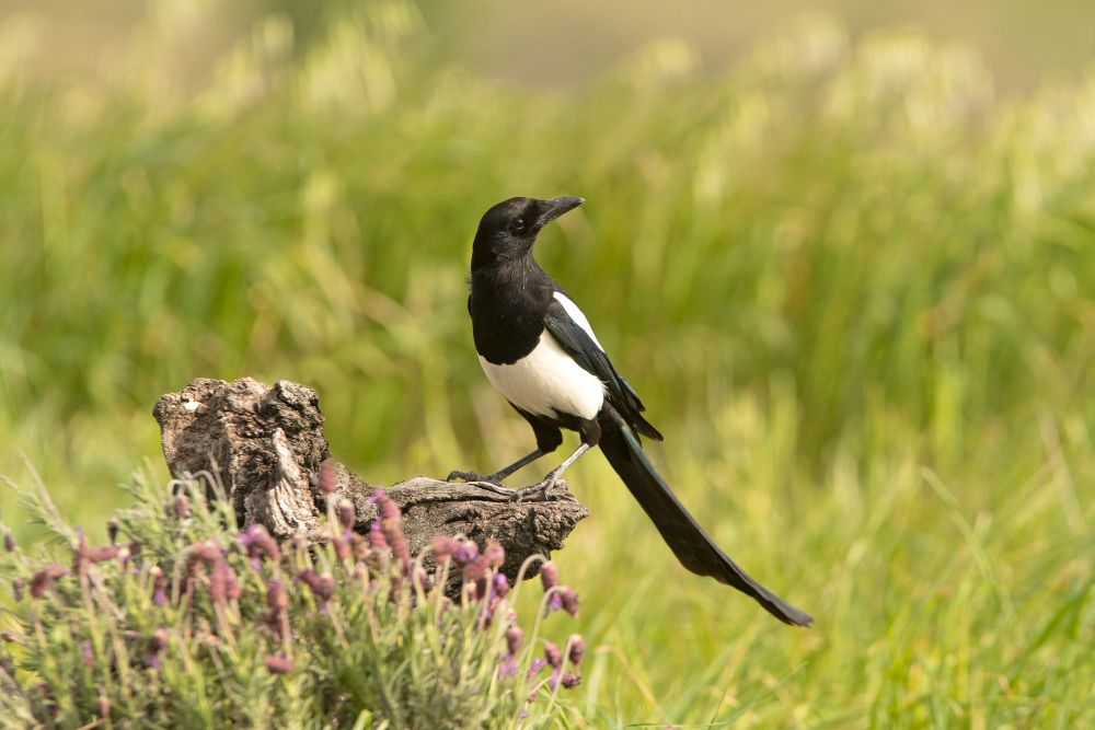Magpie