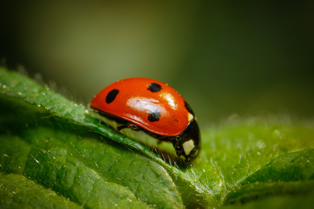 12 Things About the Ladybird, Starting With the Fact That the Spots Do Not Tell You Its Age