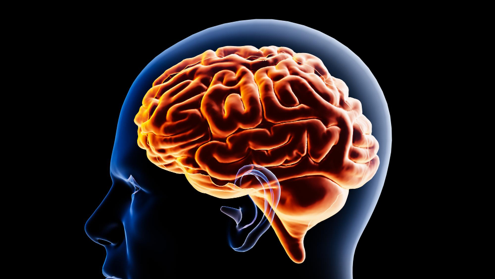 Brain