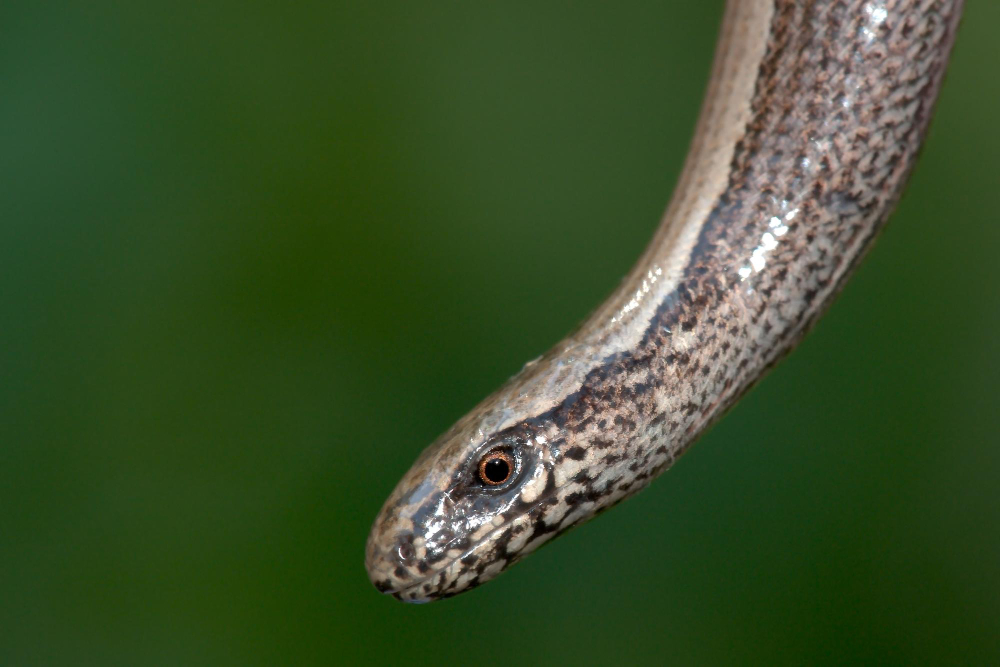 Slow Worm