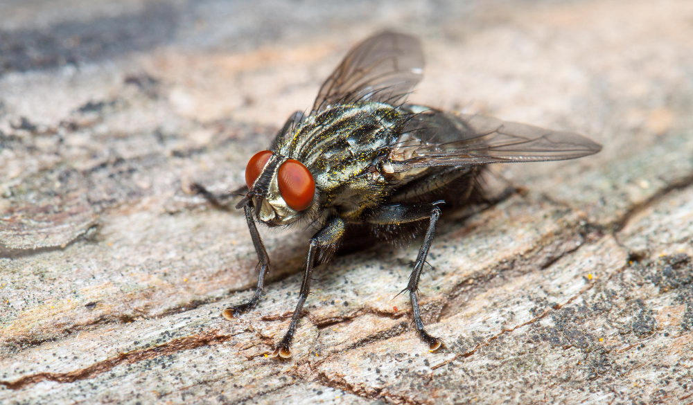 housefly