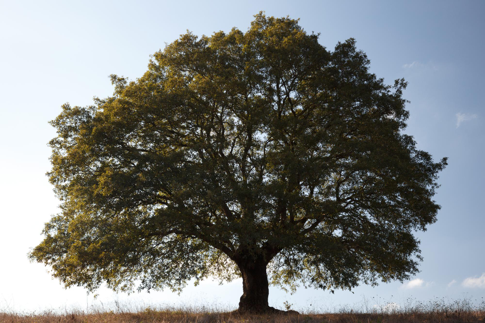 Oak Tree