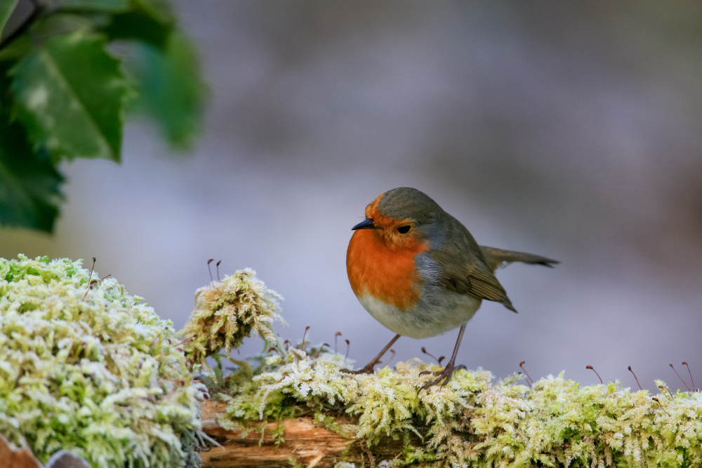 Robin Bird