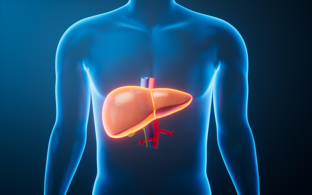 human liver