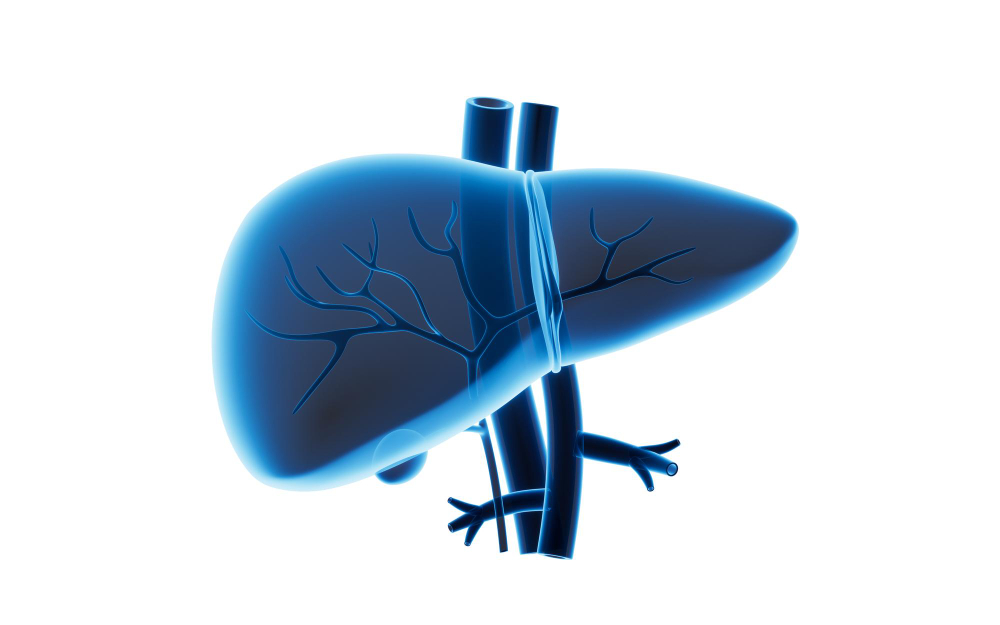 human liver