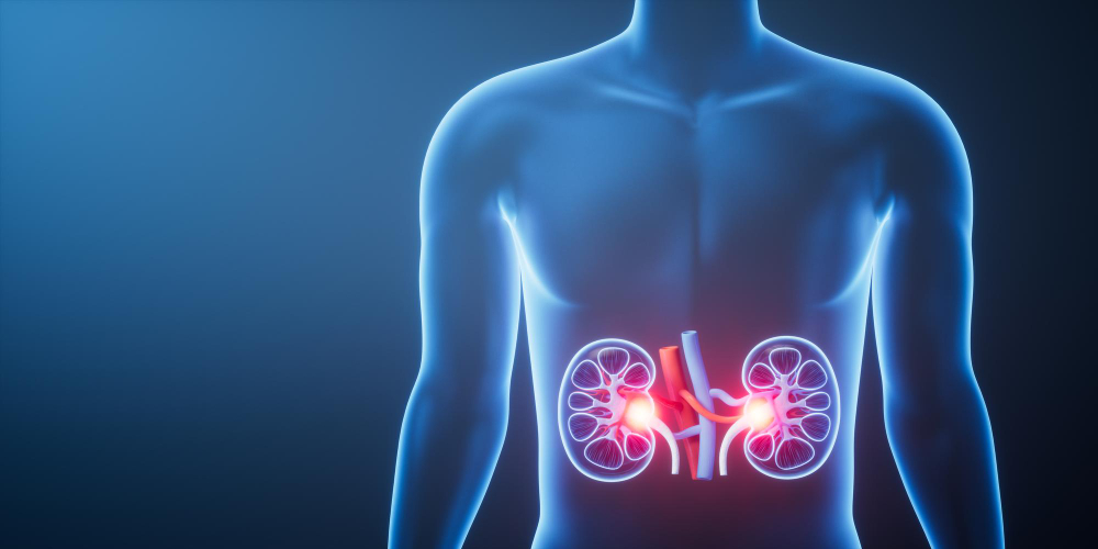Kidneys